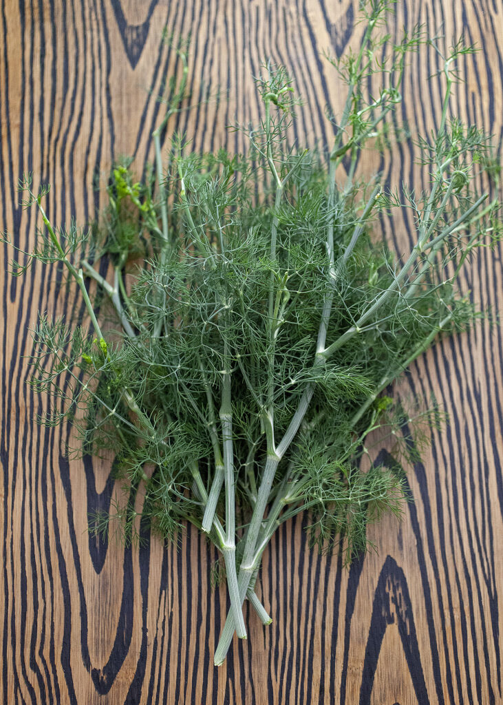 fresh-dill