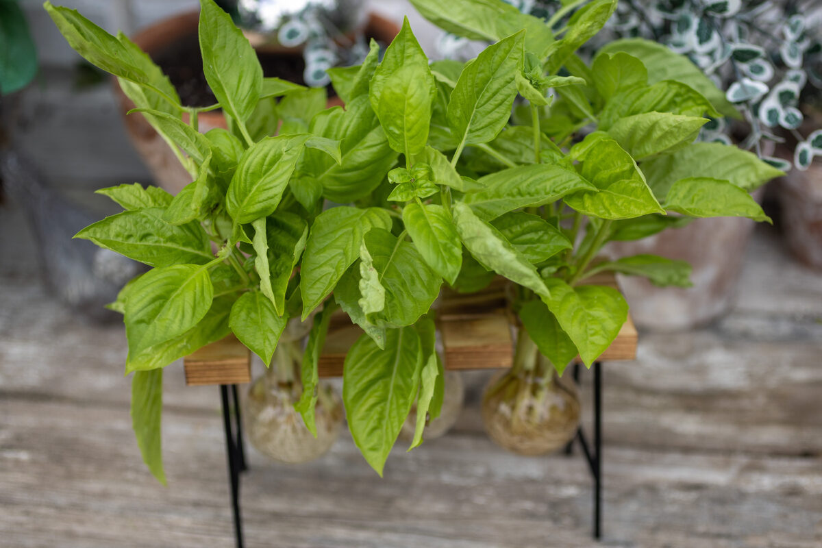 Basil Propagating Stand