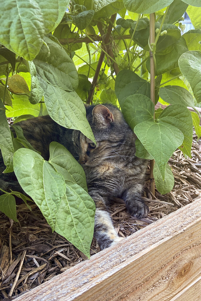 Bella | Garden Cat