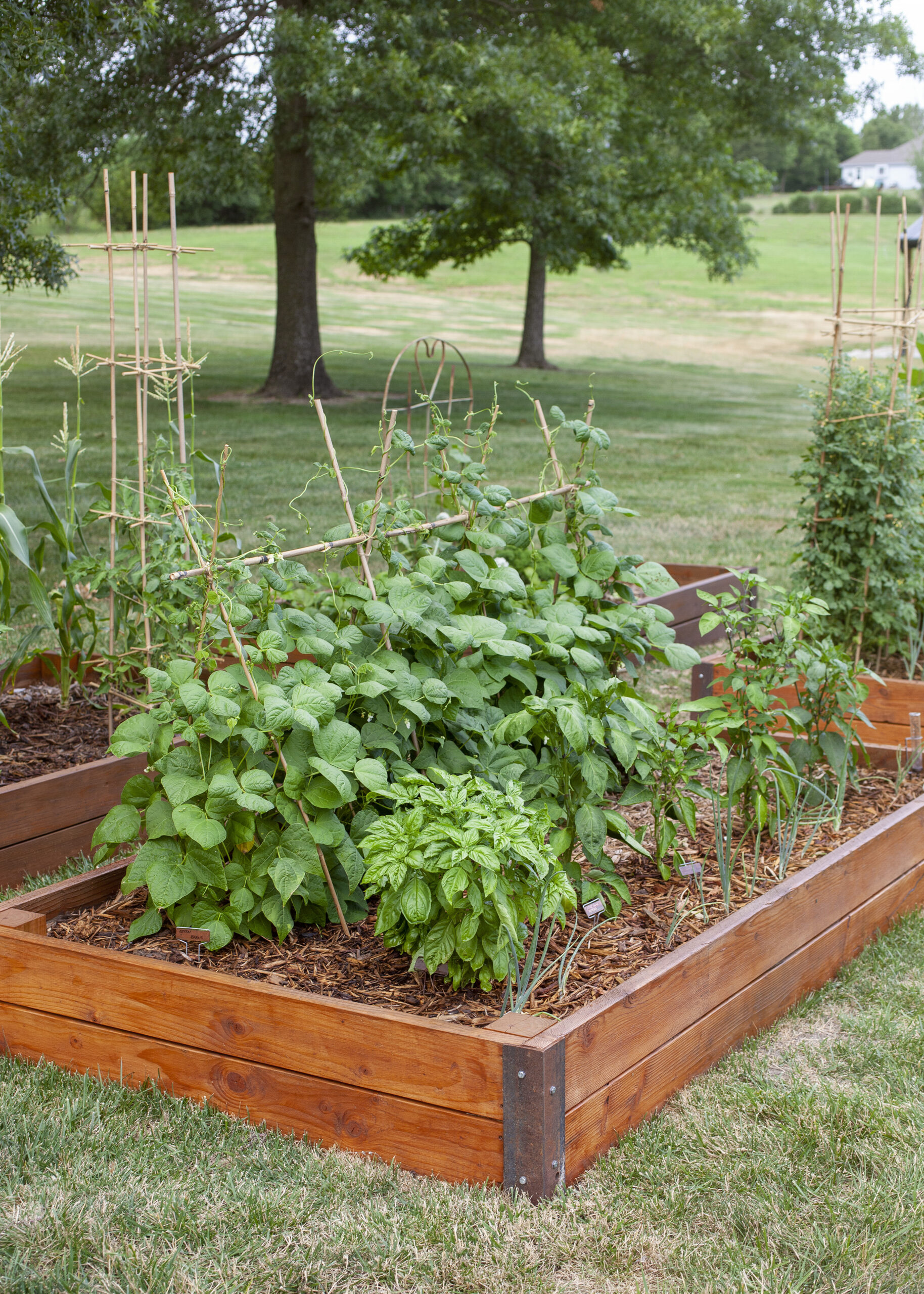 DIY BAMBOO GARDEN TRELLISES - It's Me, ChristyB