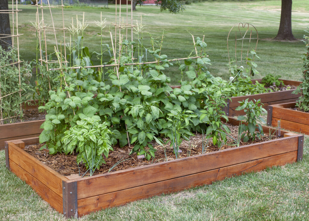 Mid-Summer | Raised Garden Vegetable Beds