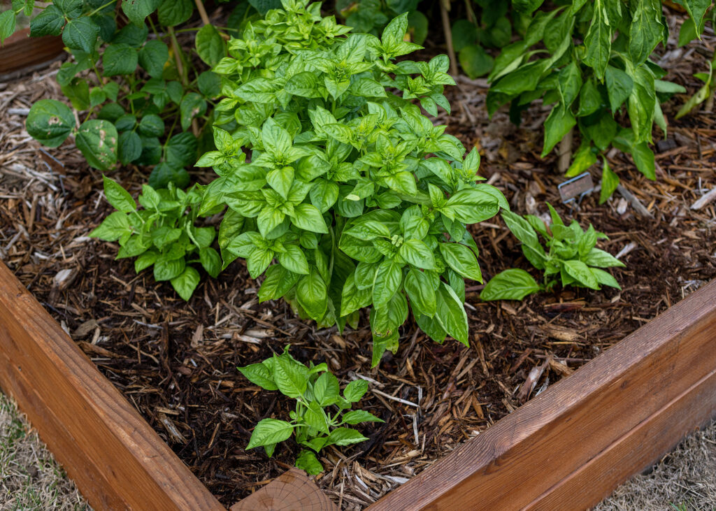 Fresh Garden Basil Plants