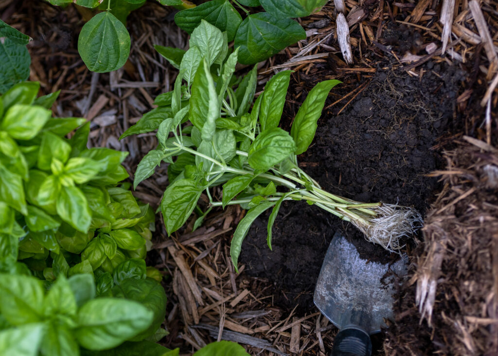 Planting Rooted Basil