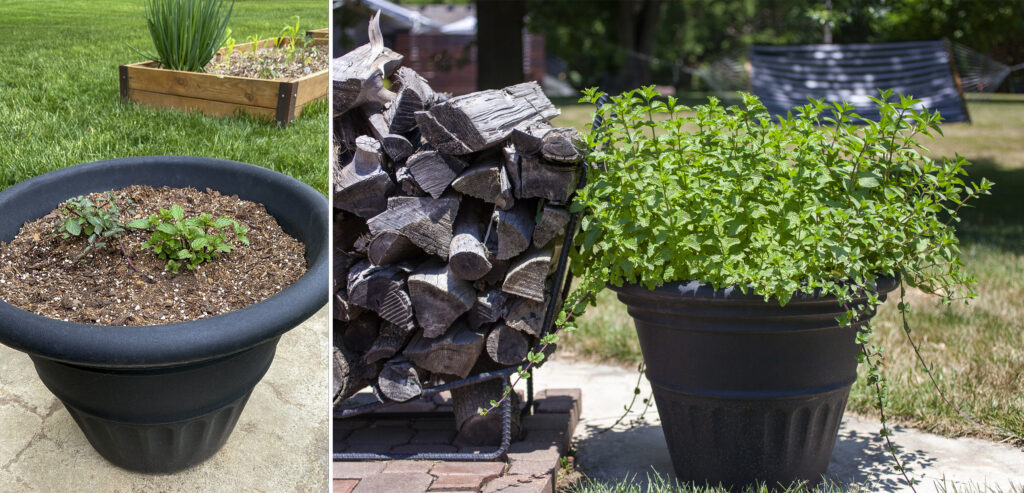 Potted Mint Plants