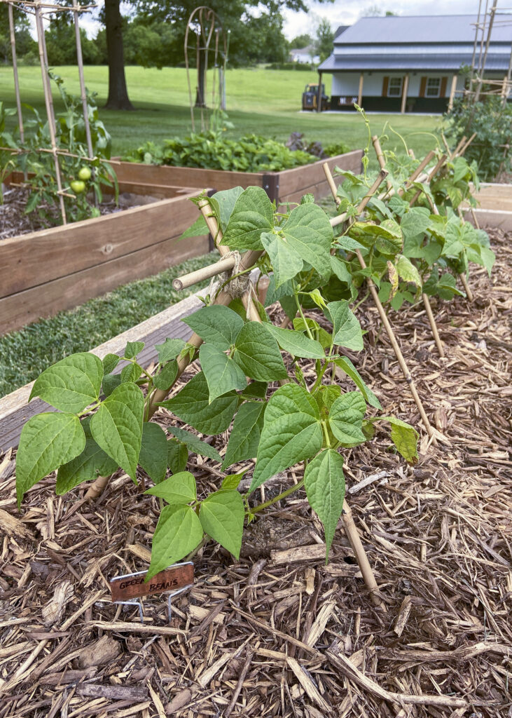 Vegetable Garden Green Beans