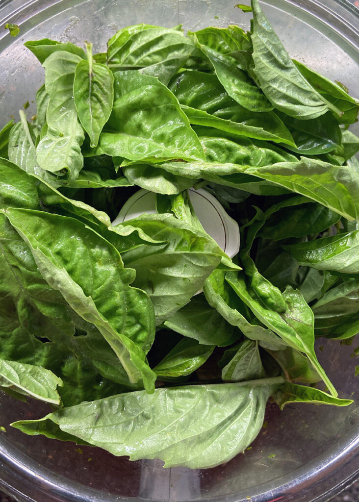 Fresh Basil Harvest Preserve 