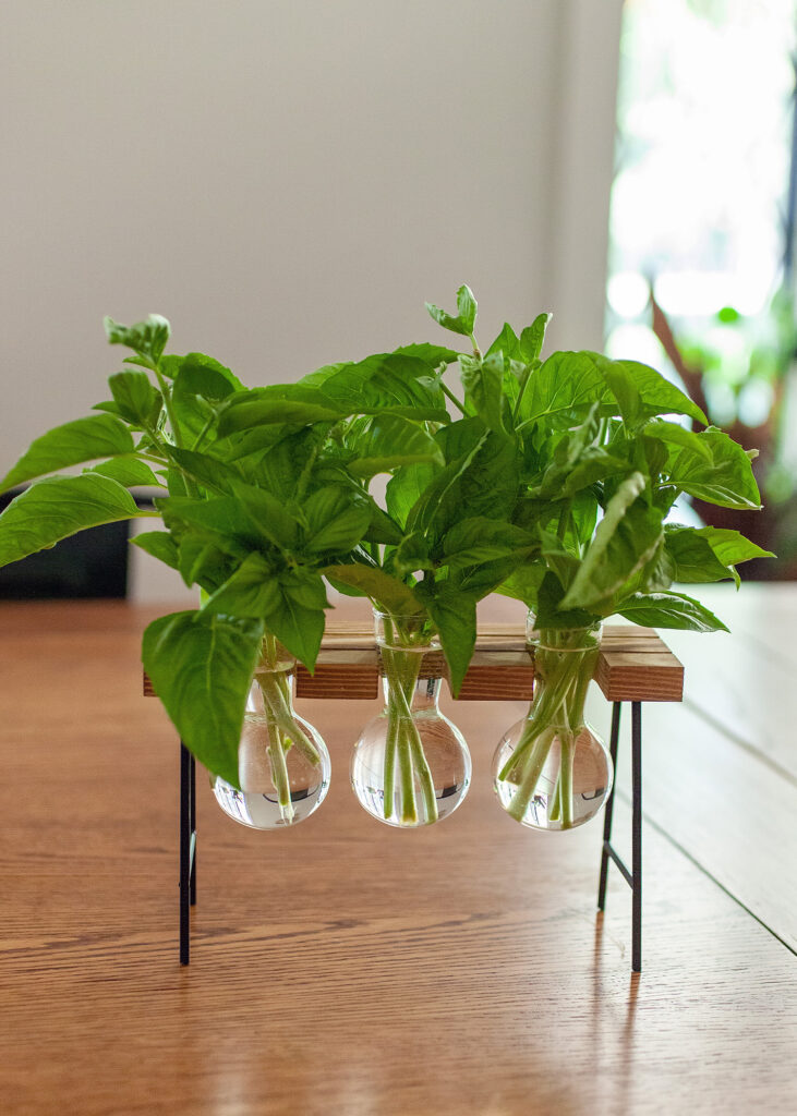 Propagate Fresh Basil