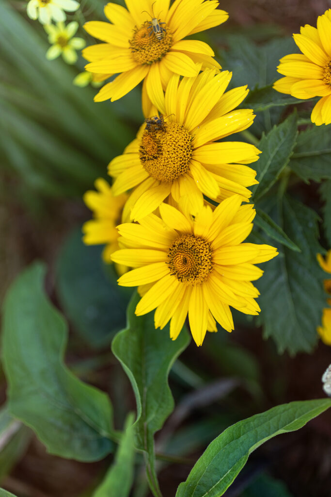 Black-Eyed Susan