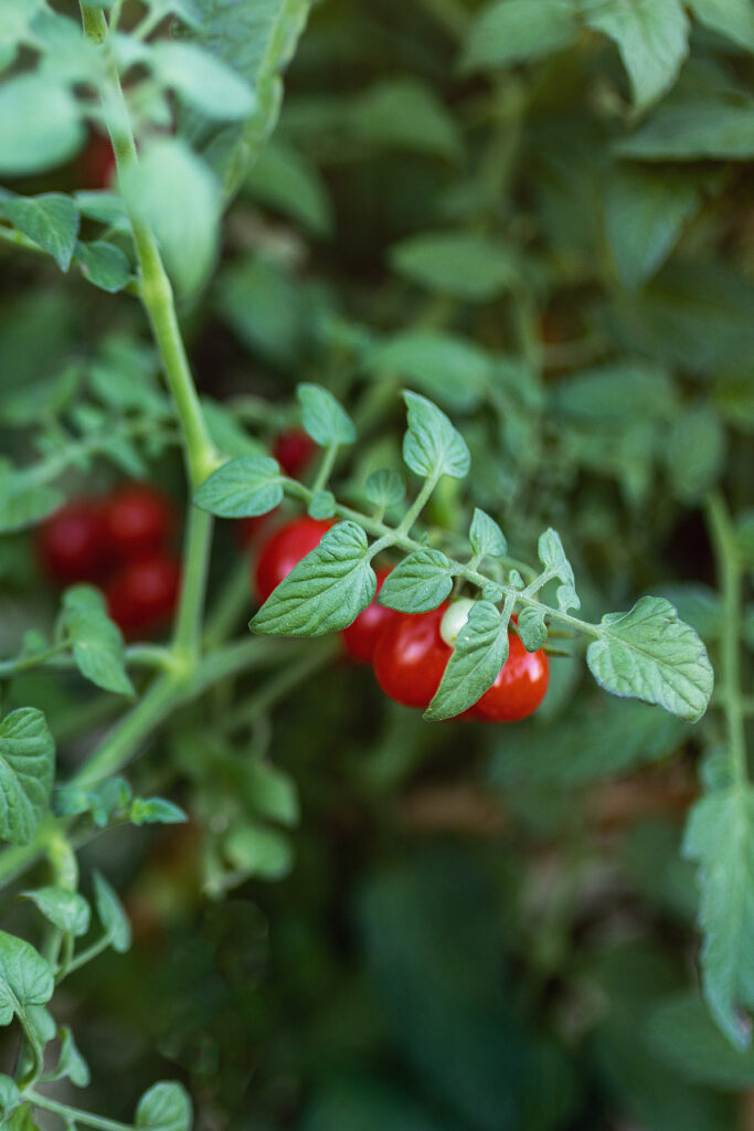 Garden:  Candyland Tomatoes