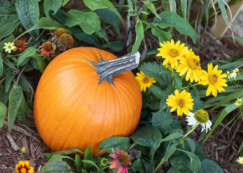 Fall Garden