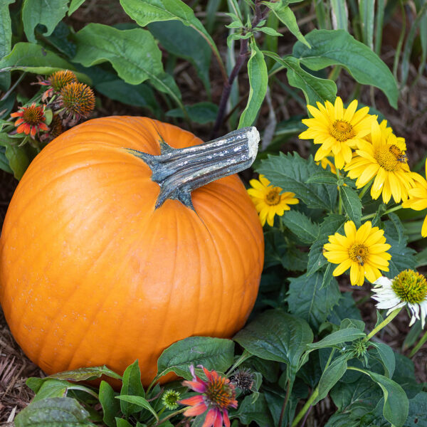 Fall Garden