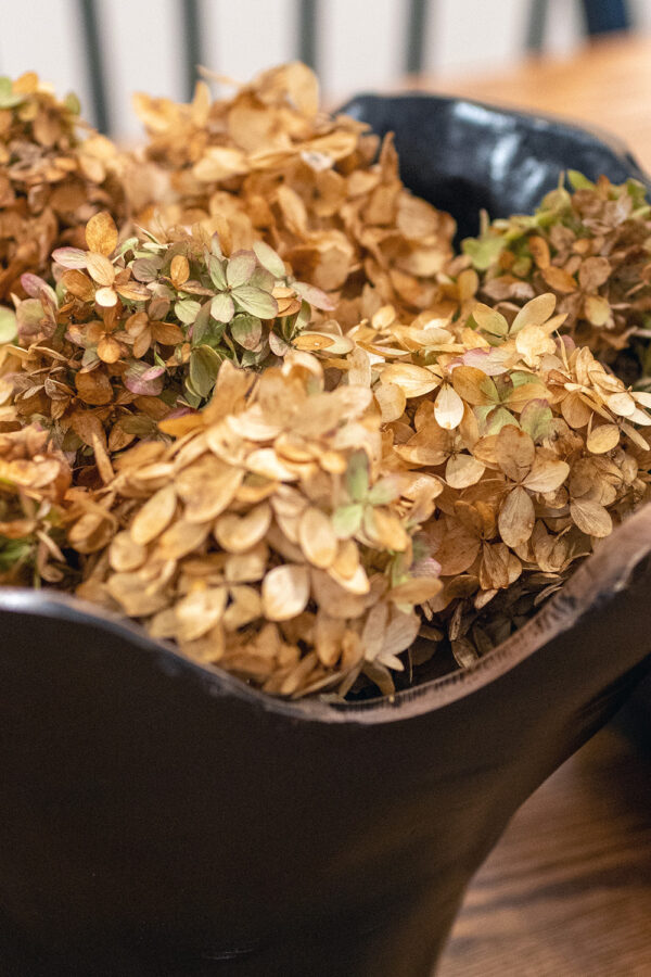 Dried Hydrangeas