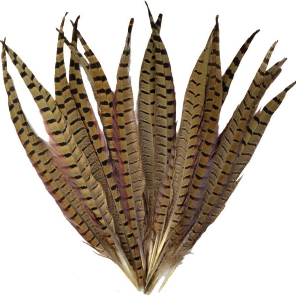 Pheasant Feathers