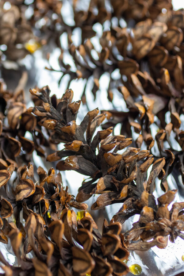 How to Dry Pinecones for Decor