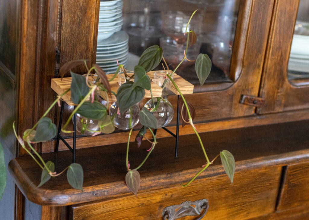 Philodendron Cuttings