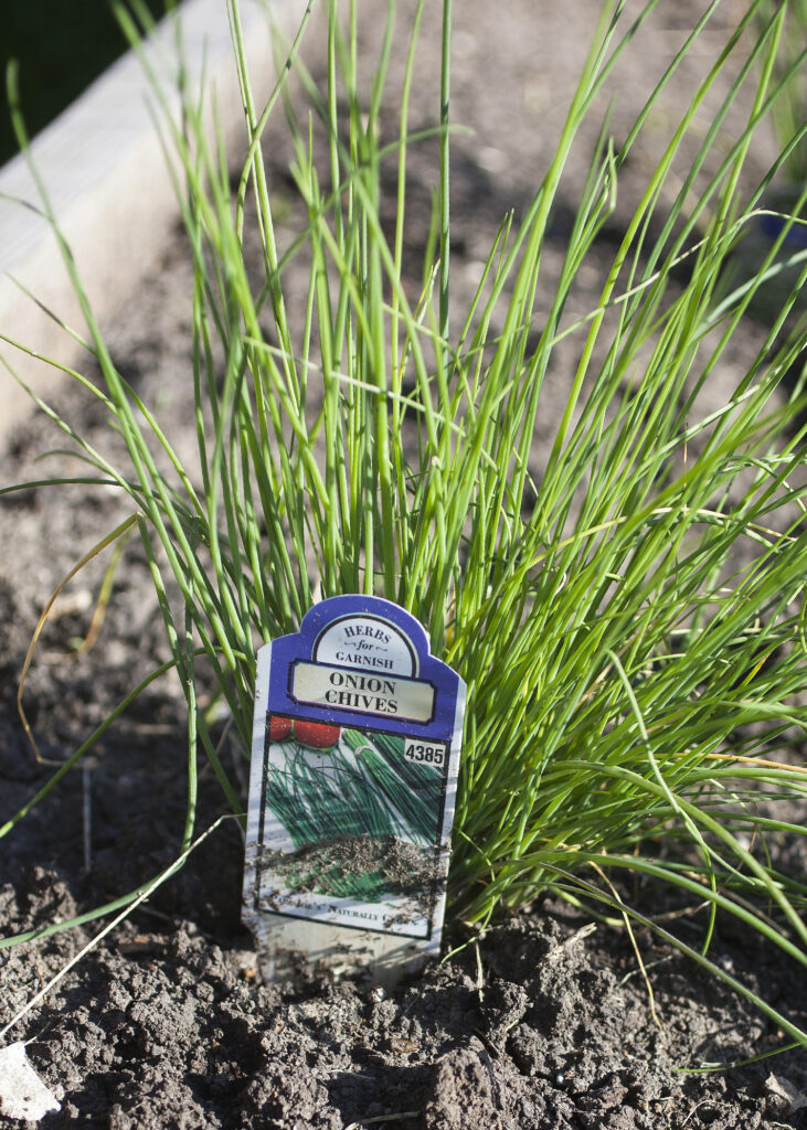 Plastic Plant Markers