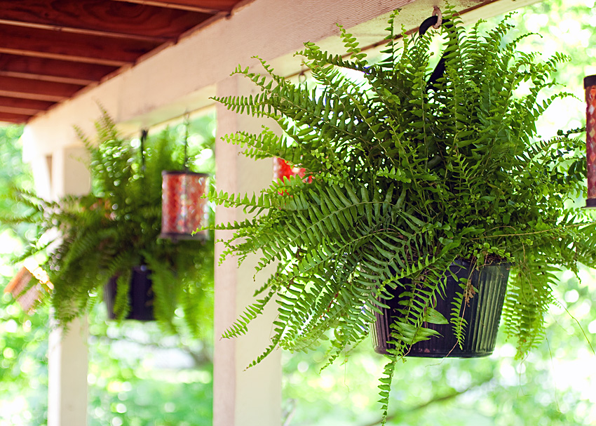 ChristyB: Old House Back Deck Ferns