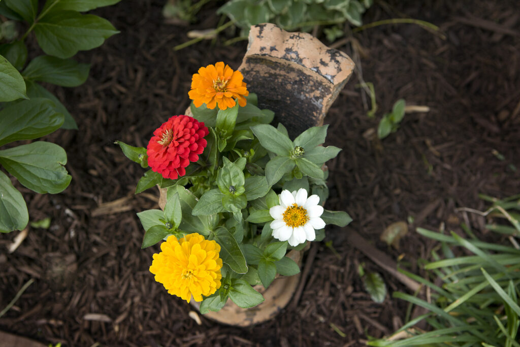 ChristyB: Old House Flowers