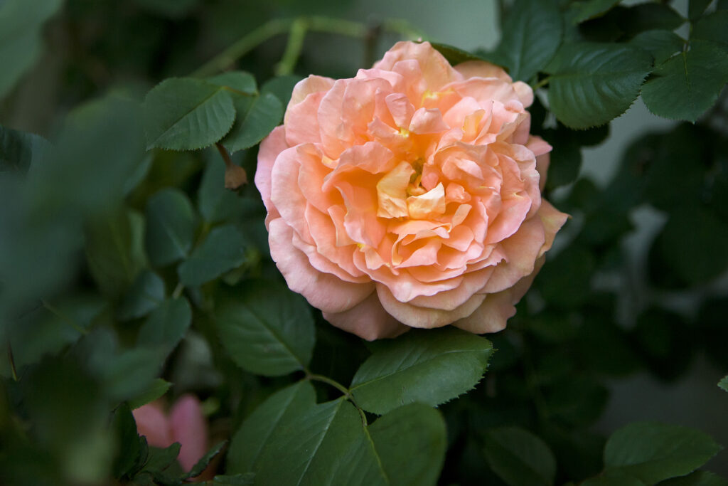 ChristyB: Old House Peach Rose