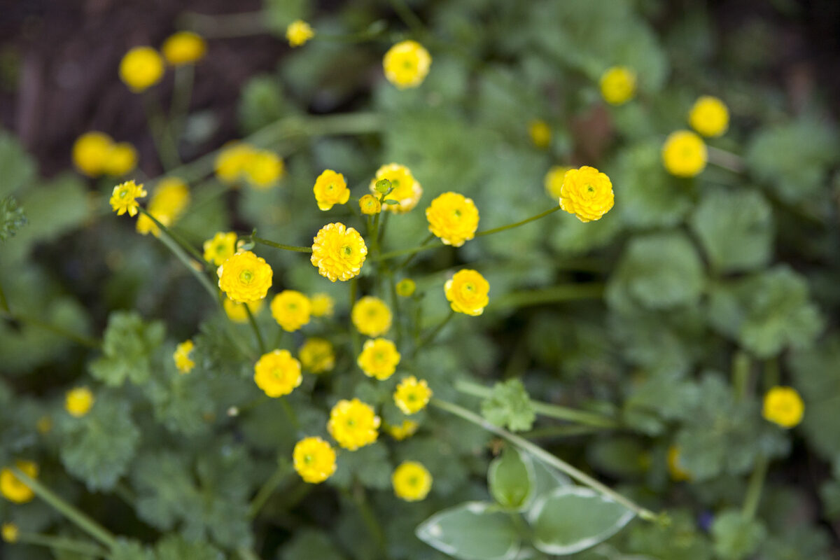 ChristyB: Old House Flowers