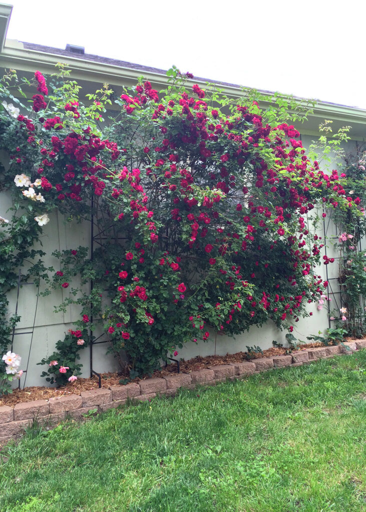 Rose Wall