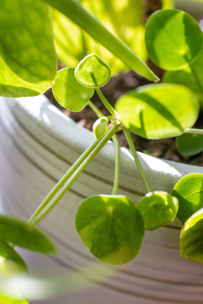 Baby Pilea | Chinese Money Plant