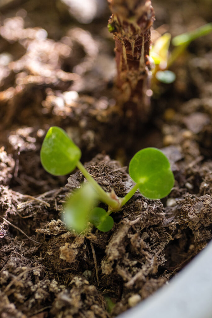 Baby Pilea House Plant