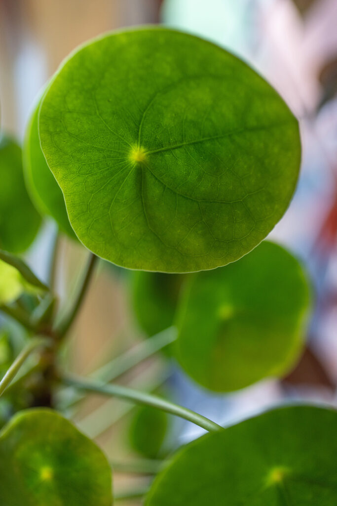 Pilea Leaf