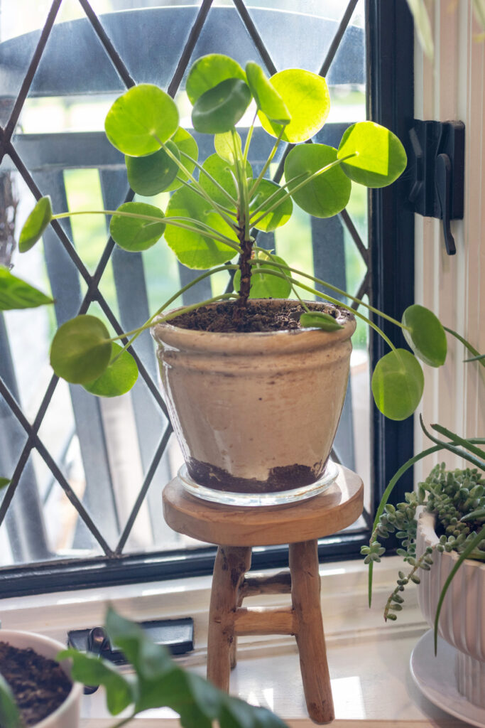 Pilea | Chinese Money House Plant