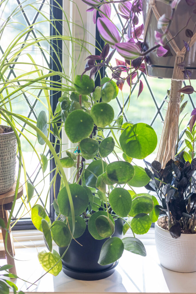 Pilea | Chinese Money Plant