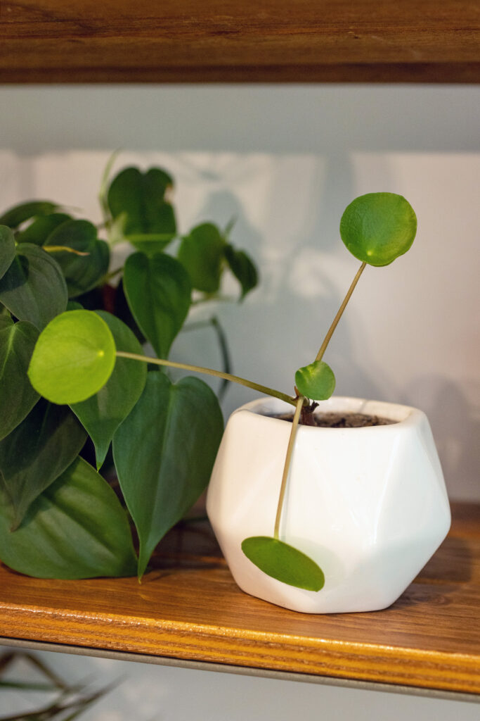 Pilea | Chinese Money Off Spring