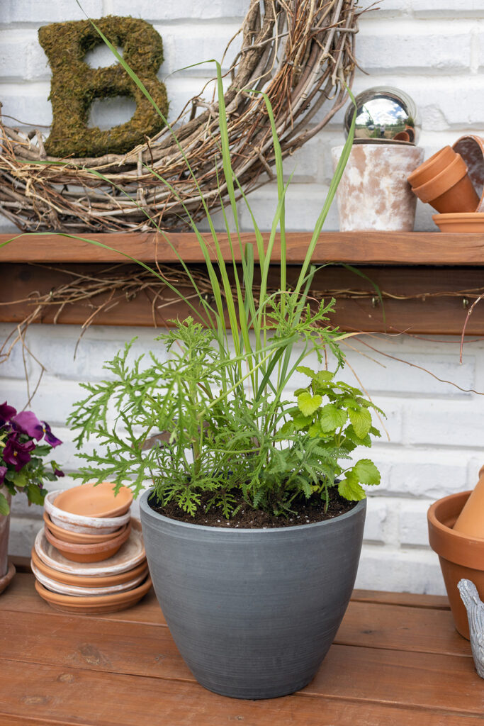 Mosquito Deterrent Planter