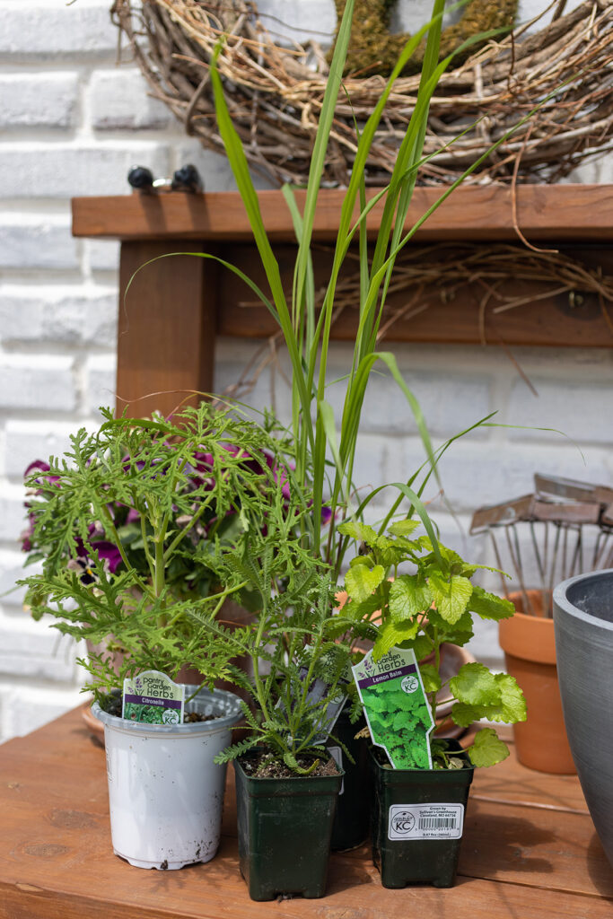 Mosquito Deterrent Plants