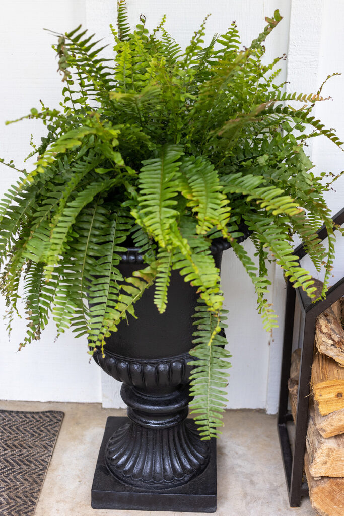 Spray Painted Urn with Boston Fern