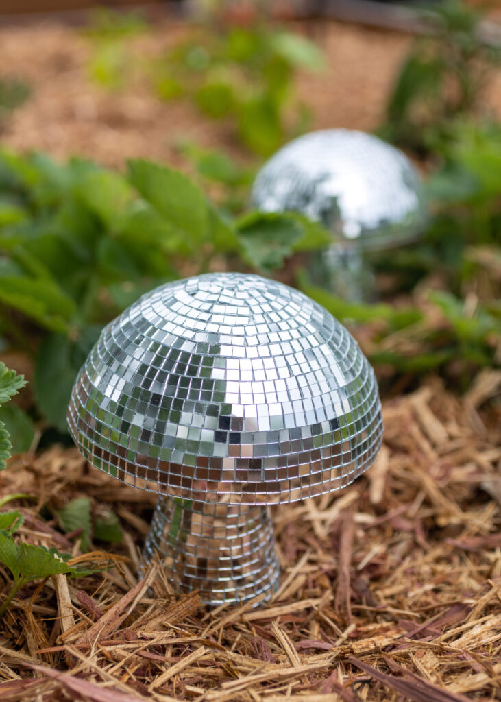 Disco Mushrooms Growing in the Garden