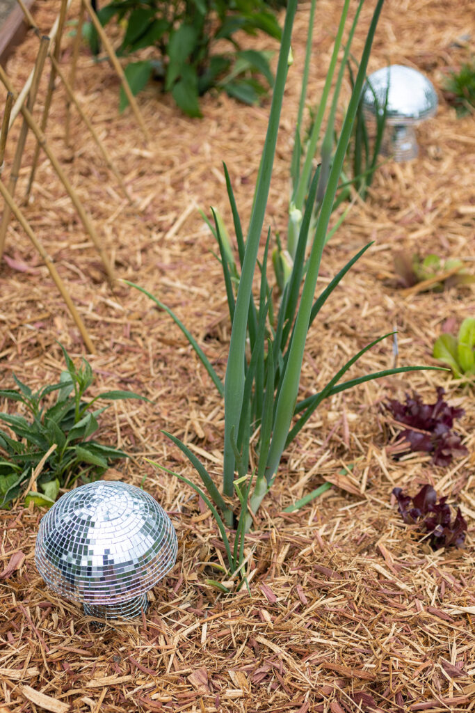 Disco Mushrooms in the Garden