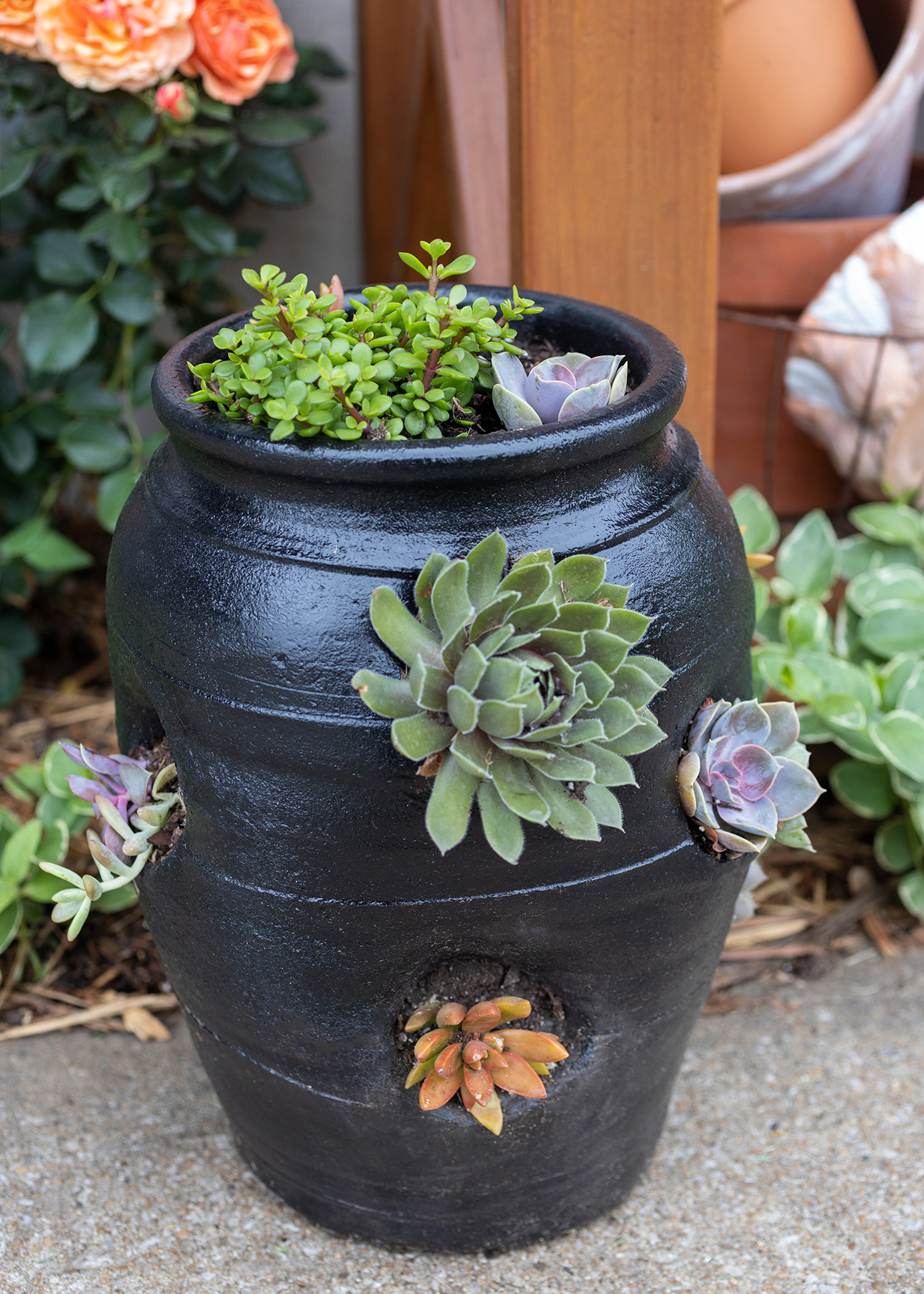 Painted Strawberry Pot Succulents