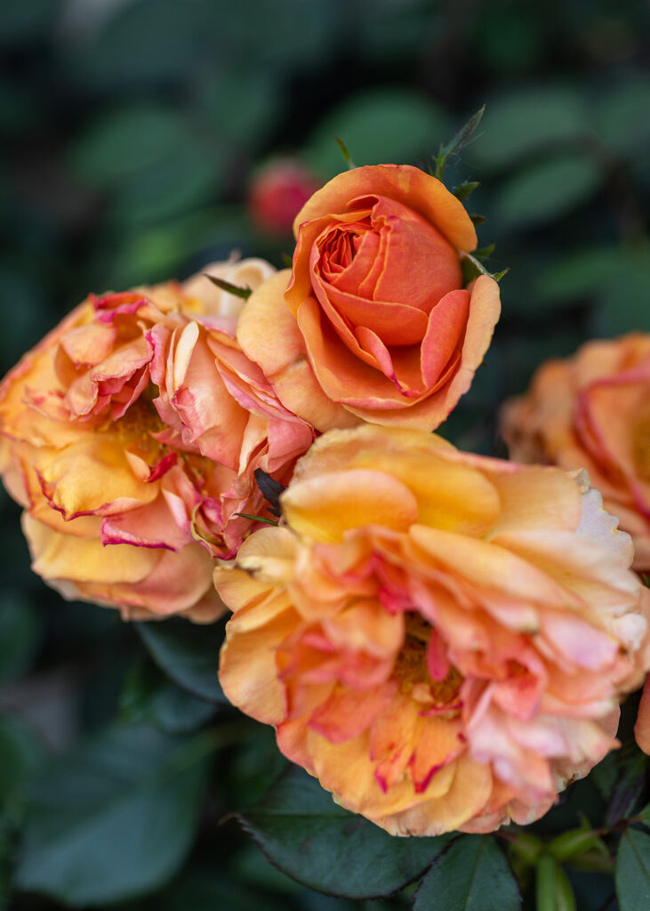 Peach Roses