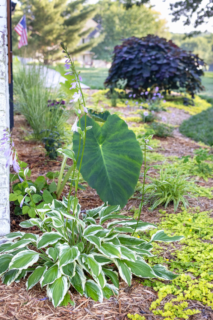 Front Flowerbed