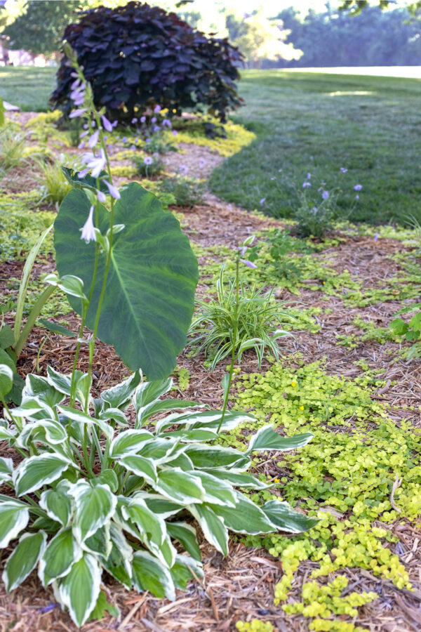 Front Flowerbed Ground Cover