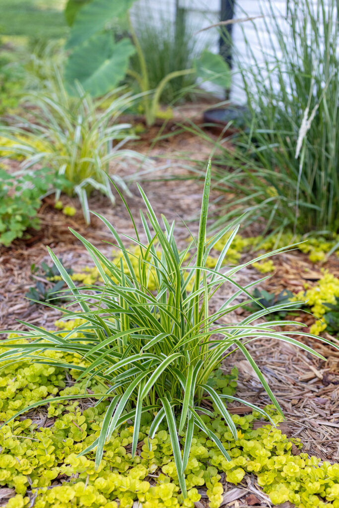 Liriope + Creeping Jenny Flowerbed