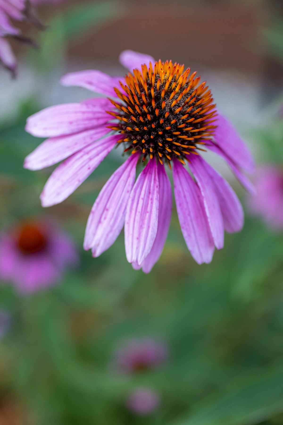 Echinacea / Purple Coneflowers