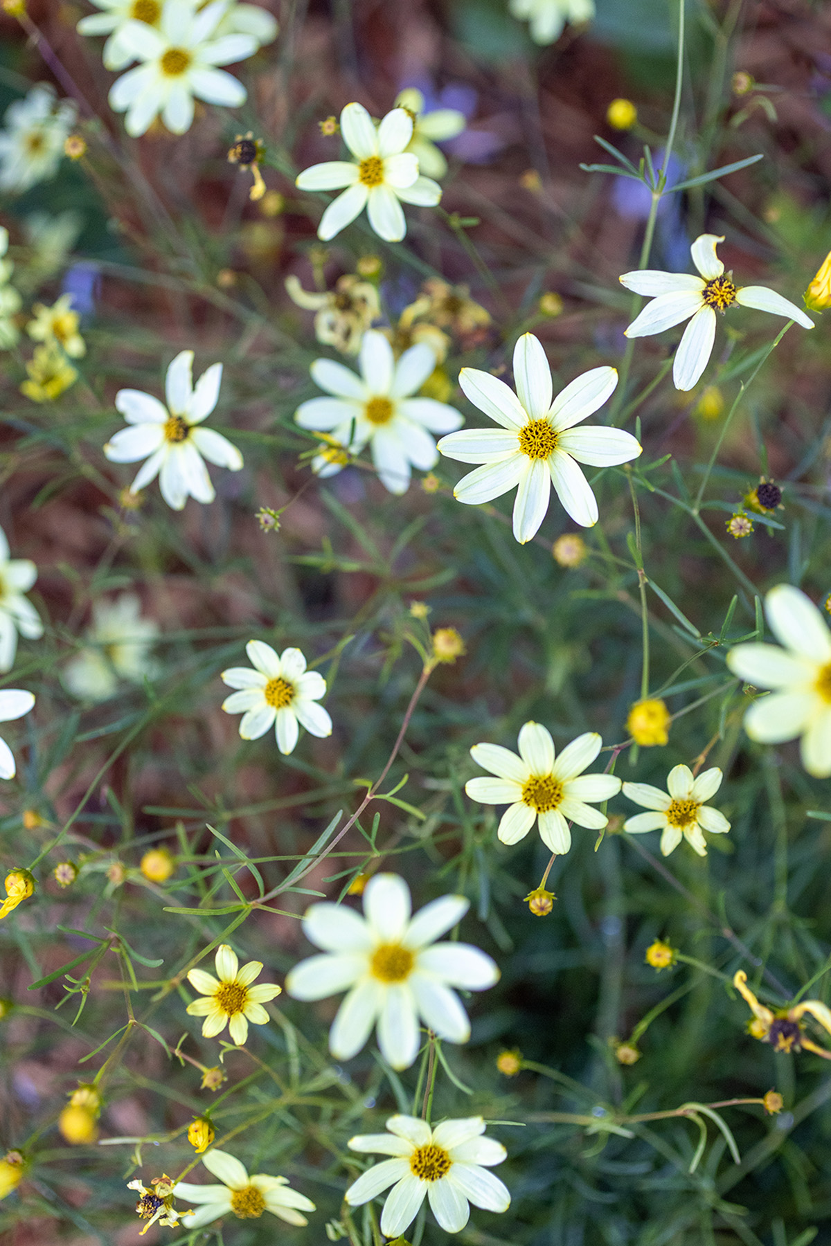 Moonbeam Threadleaf Coreopsis Plant