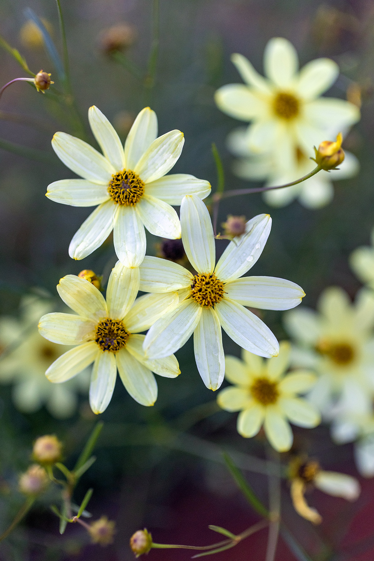 Moonbeam Threadleaf Coreopsis