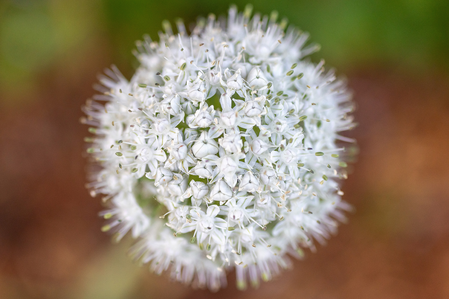 Allium Bloom