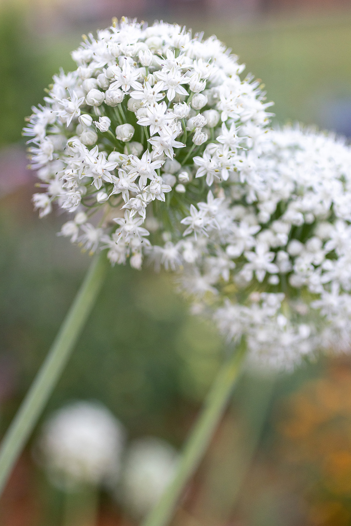 Allium Flowers