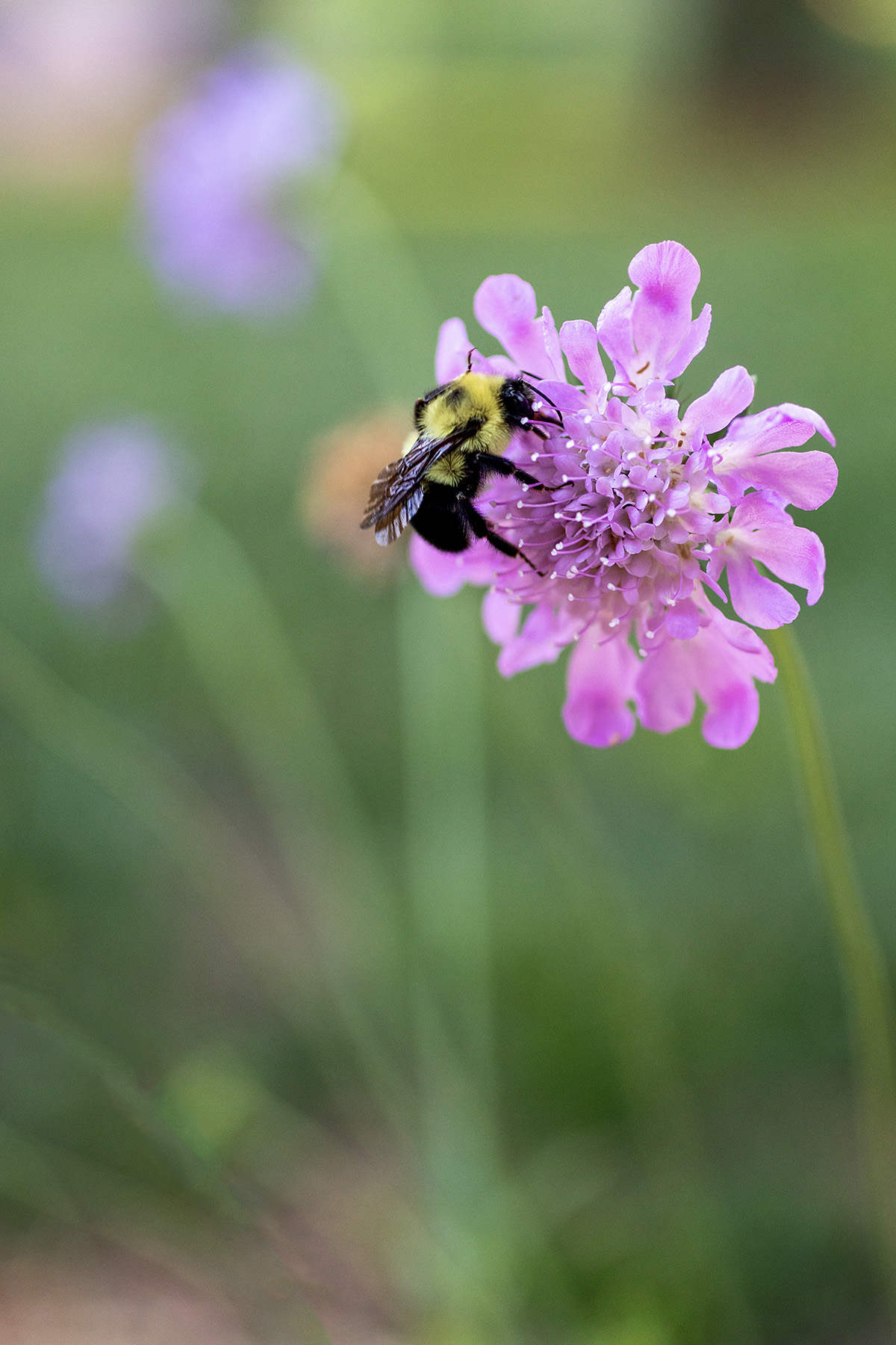 Bee on Scabiosa / Pincushion Flower