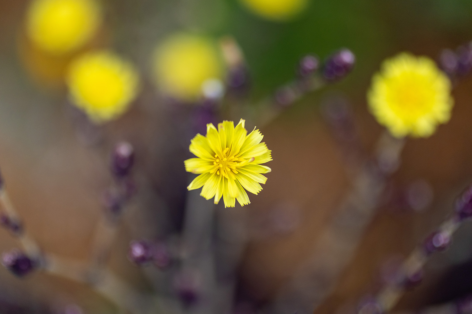 Bolted Lettuce Flower