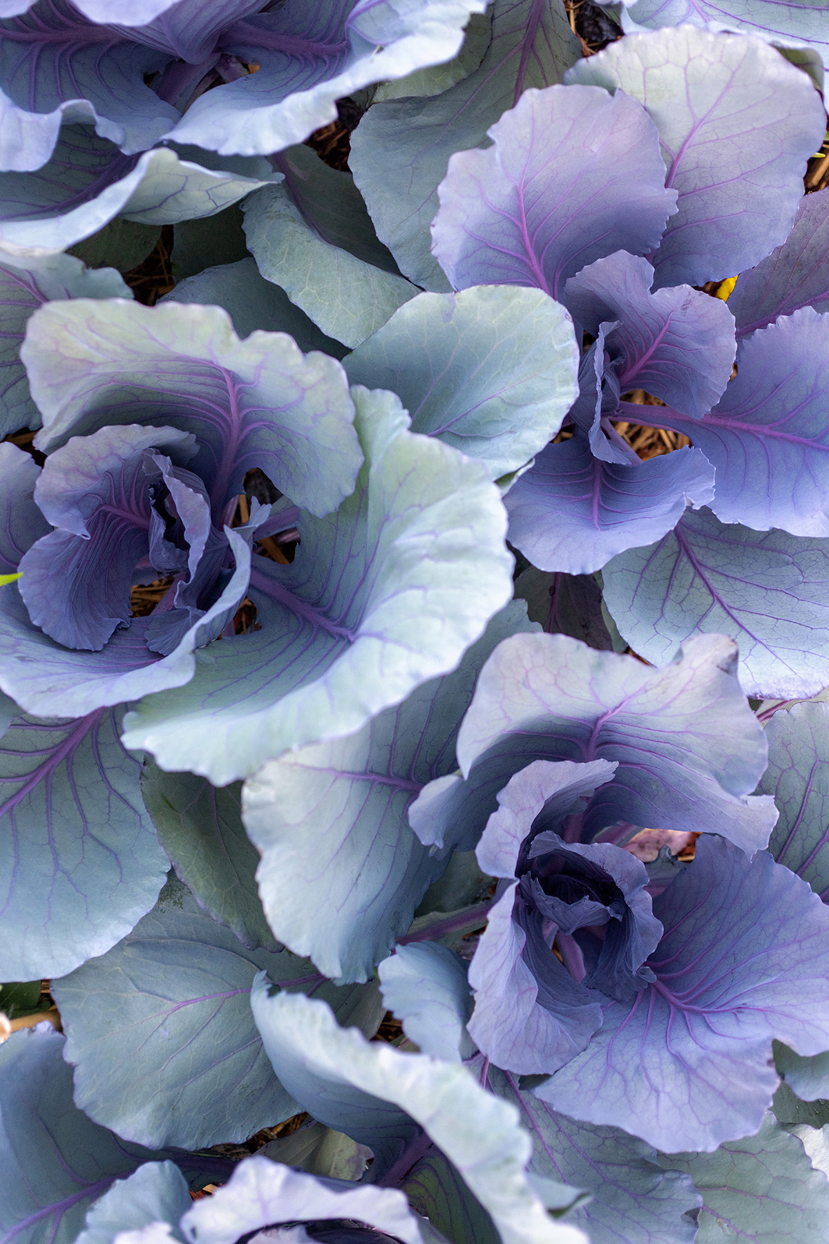 Cabbage Plants