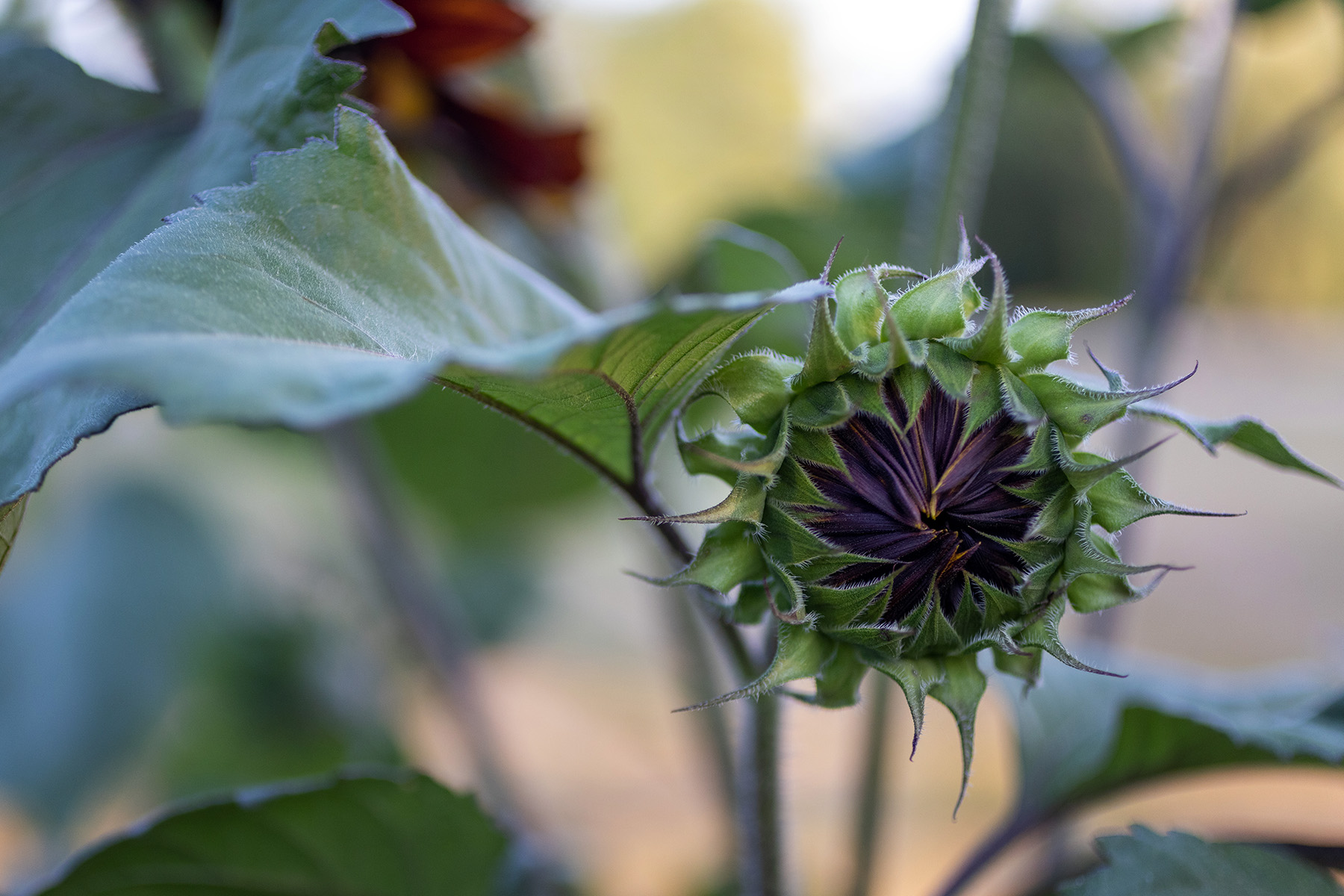 Chocolate Cherry Sunflower Bud